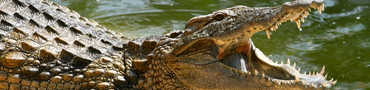 Krokodil - szombati szerelmes útravaló